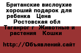 Британские вислоухие,хороший подарок для ребенка › Цена ­ 2 000 - Ростовская обл., Таганрог г. Животные и растения » Кошки   